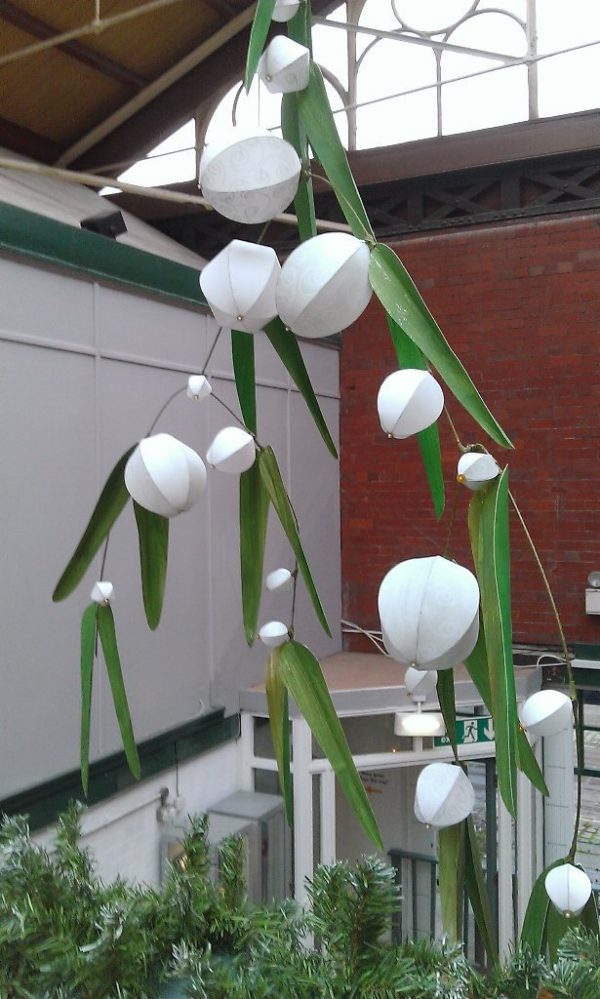 Manchester’s Biggest Mistletoe?